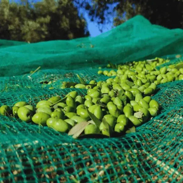Pre-Order Deliba Extra Virgin Olive Oil 2025 Harvest