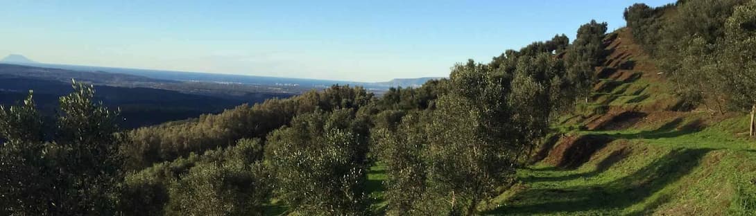 How to Taste Olive Oil Like a Producer: The 5 Signals That Tell You Everything