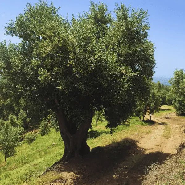 Deliba Olive Oil Premium Offer - 12 Bottles (6 Ottobratico + 6 Sinopolese) - Deliba