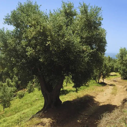 Deliba Olive Oil Premium Offer - 12 Bottles (6 Ottobratico + 6 Sinopolese) - Deliba