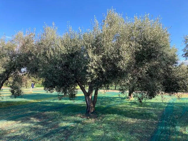 The Cosmano family olive farm in Molochio, Southern Italy — 96 acres of native Ottobratica and Sinopolese olive trees