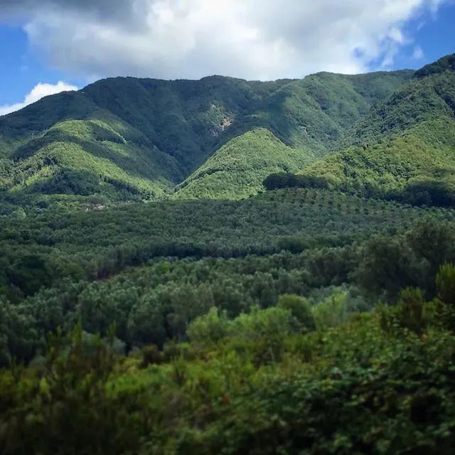 Ancient Ottobratica olive trees on the Cosmano estate in Molochio — some over a thousand years old