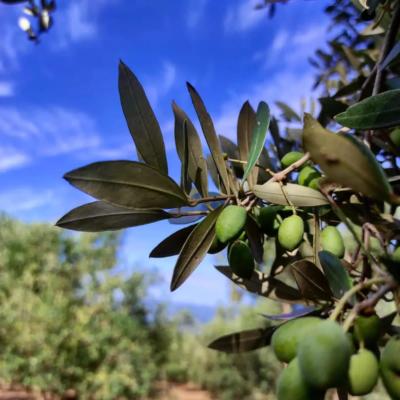 Ottobratico olive branch with green fruit ready for early harvest — Molochio, Southern Italy, October 2025