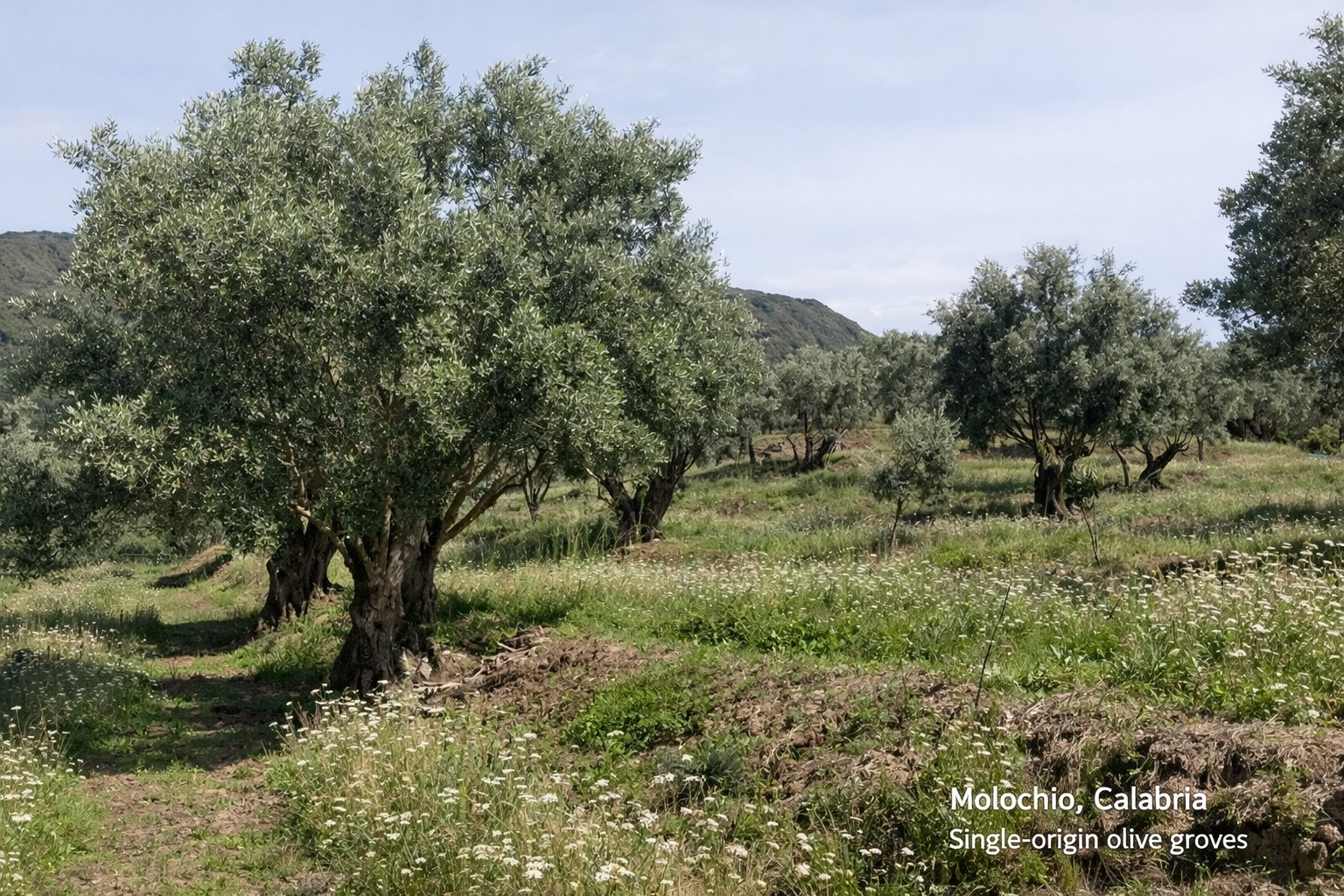 Olive groves in Molochio, Calabria, where Deliba’s single-origin olives are grown.