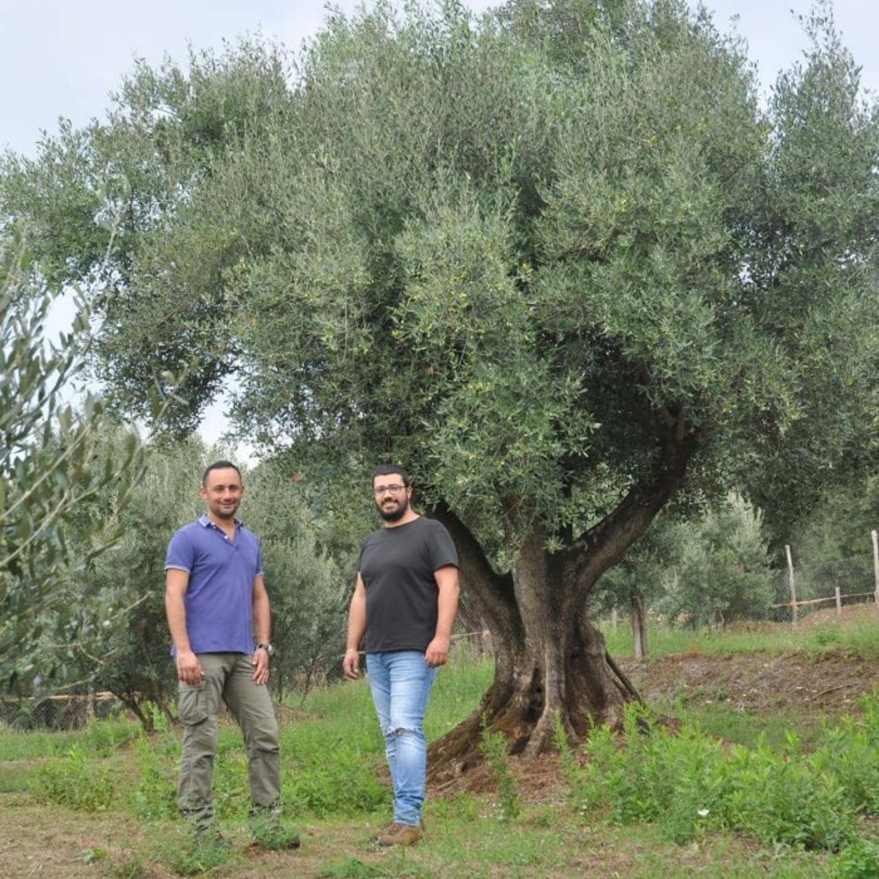 Gianfranco Cosmano on the family olive farm in Molochio, Southern Italy