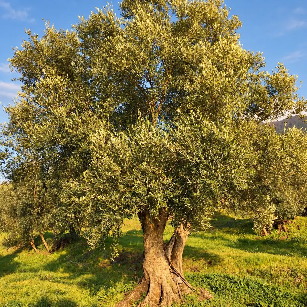 Ancient Olive Tree Adoption + Box of 6