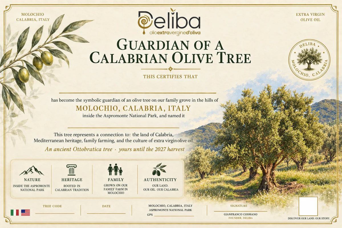 Gift Adoption — A Young Ottobratica Olive Tree (No Oil)