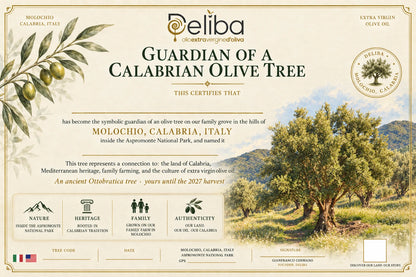 Gift Adoption — A Young Ottobratica Olive Tree (No Oil)