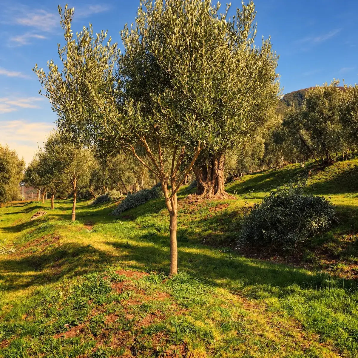 Young Ottobratica Olive Tree Adoption + Box of 4