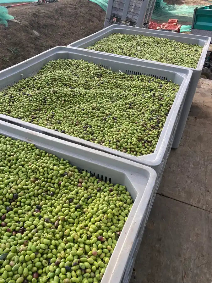 Freshly harvested Ottobratico olives in collection crates at the Deliba farm — Molochio, Calabria, 2025 harvest season