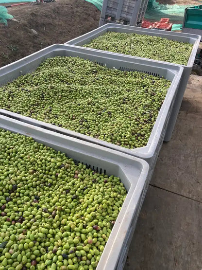 Freshly harvested Ottobratico olives in collection crates at the Deliba farm — Molochio, Calabria, 2025 harvest season